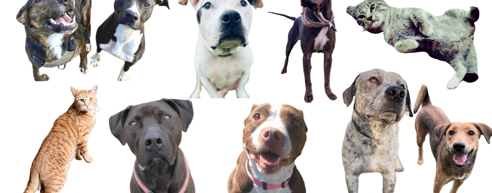 Simpson County Animal Shelter Franklin Kentucky